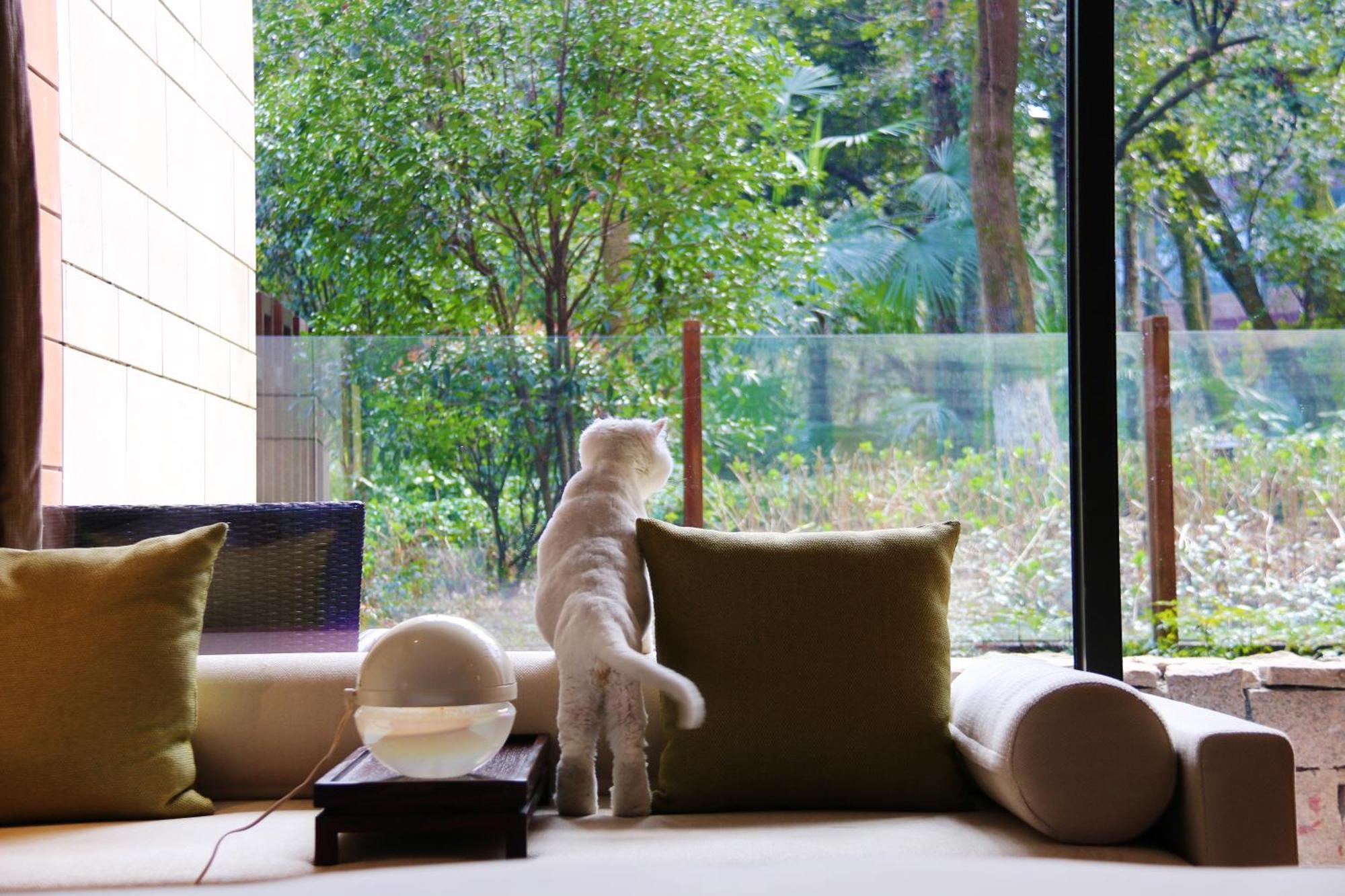 Courtyard Room King Bed Pets allowed minibar per