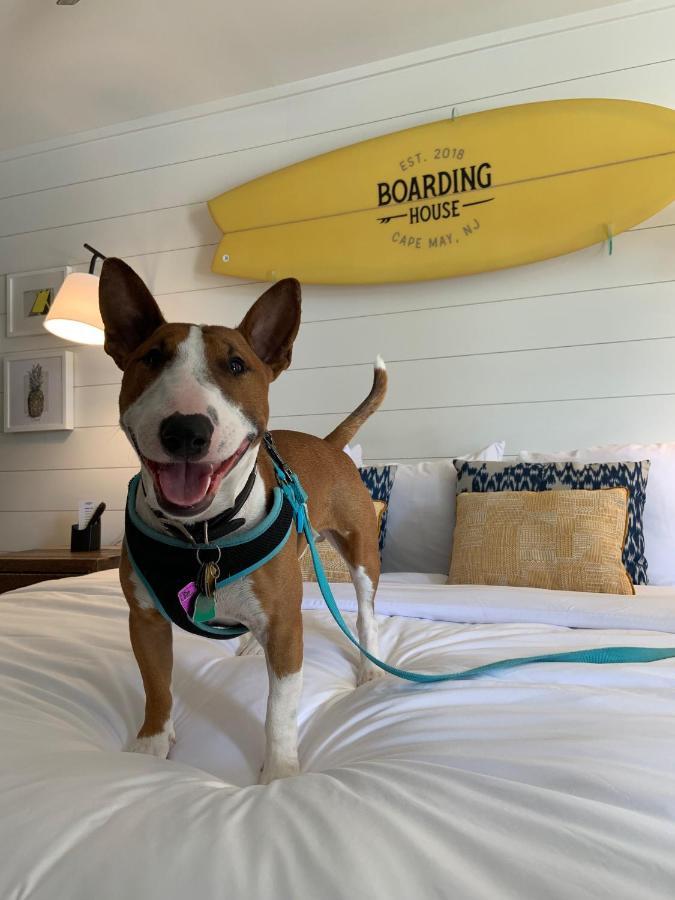 Queen Room Two Queen Beds Dog Friendly