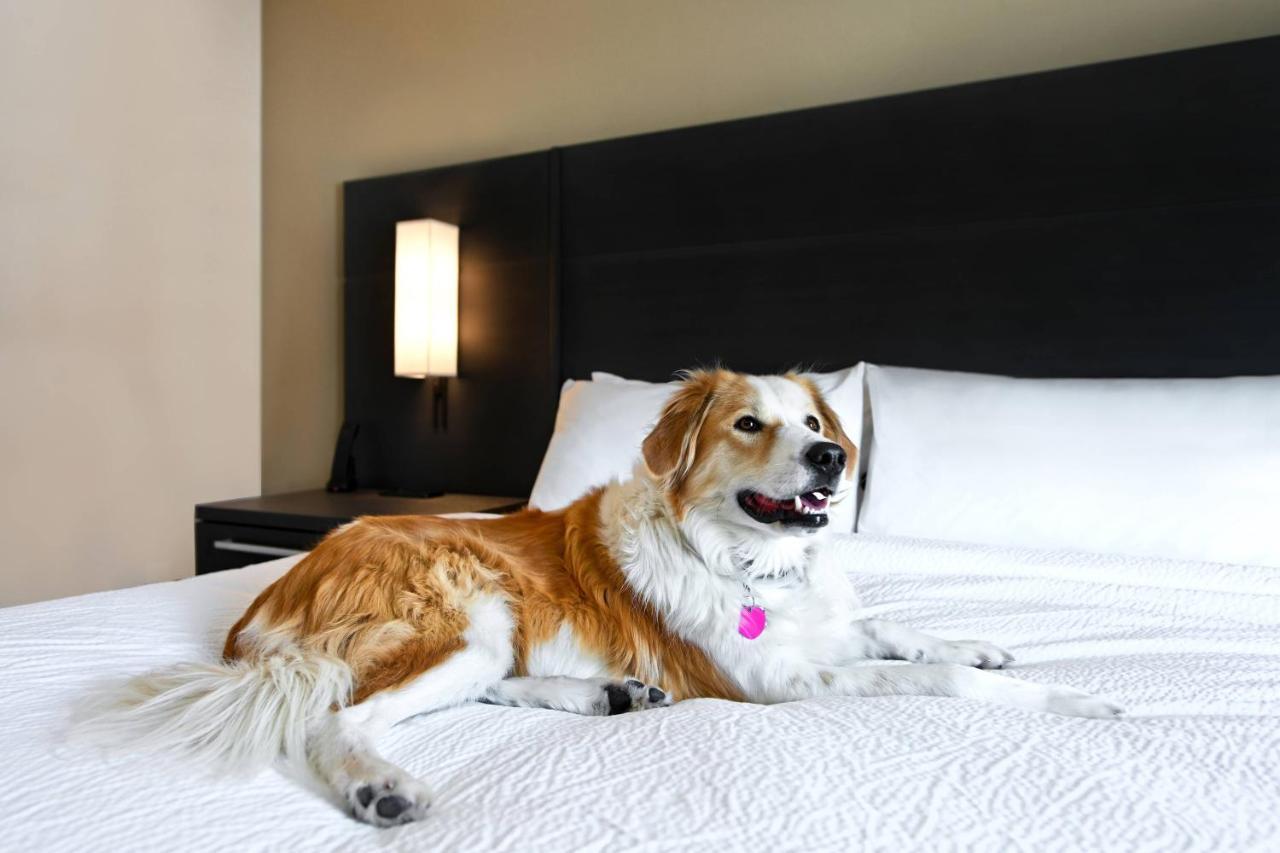 King Studio Sofa Bed Hearing Accessible