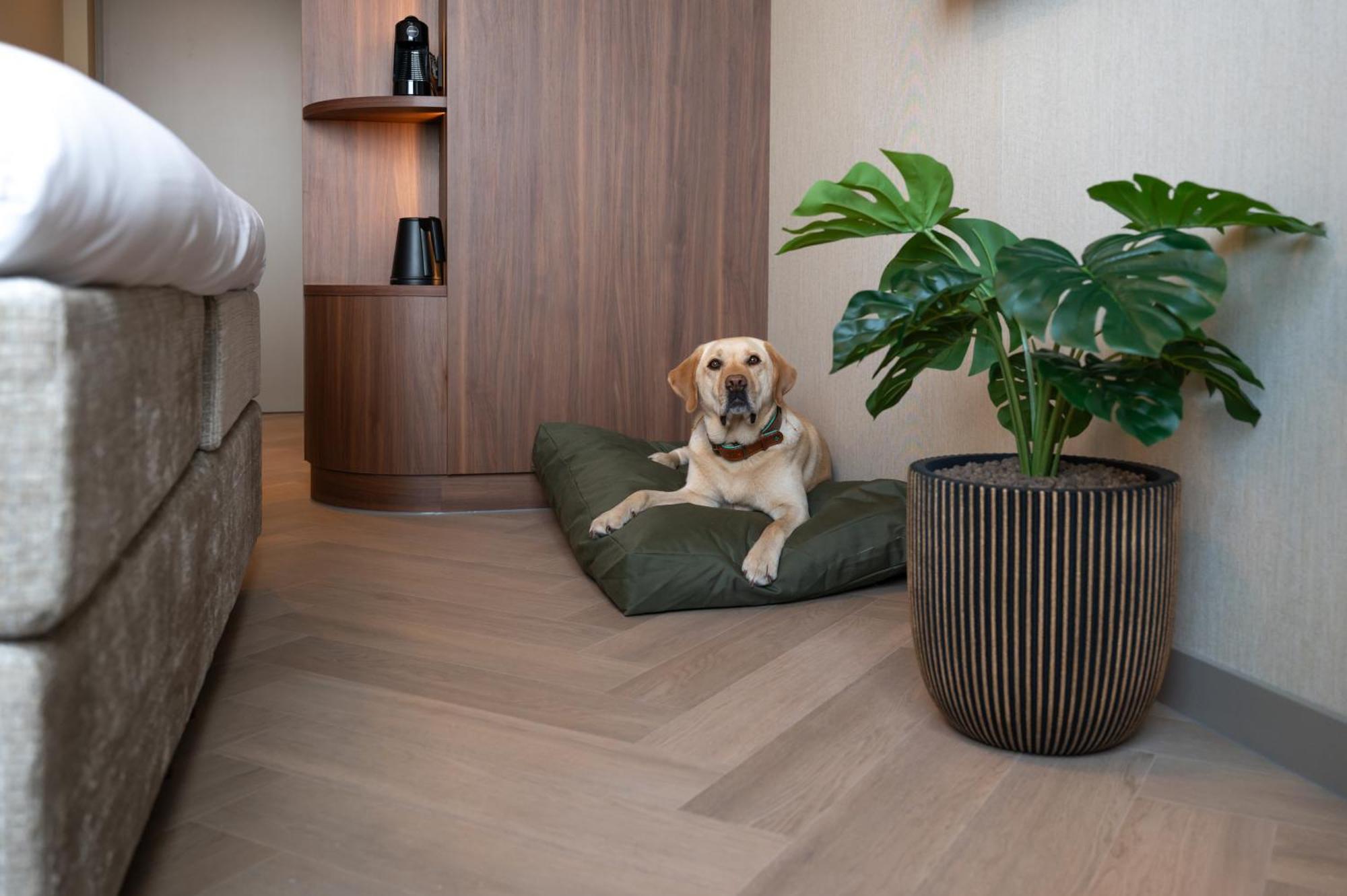 2-Person room cityside 1 dog allowed