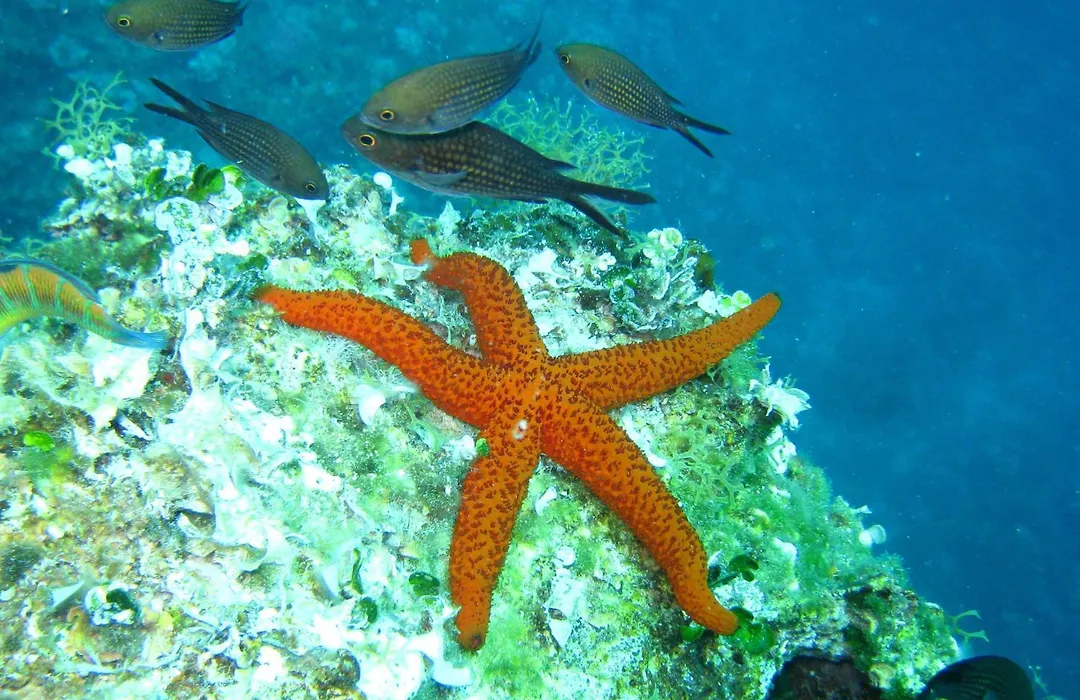Grand Hotel Mediterraneo-1