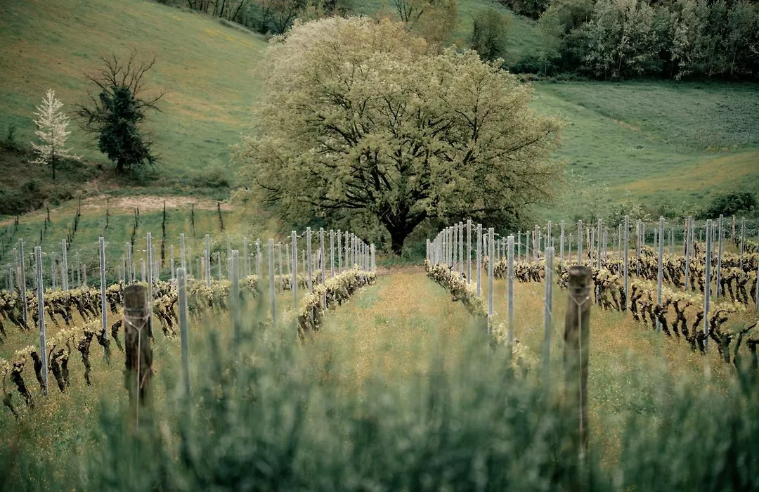 ORIZZONTI Vigneti Repetto-1
