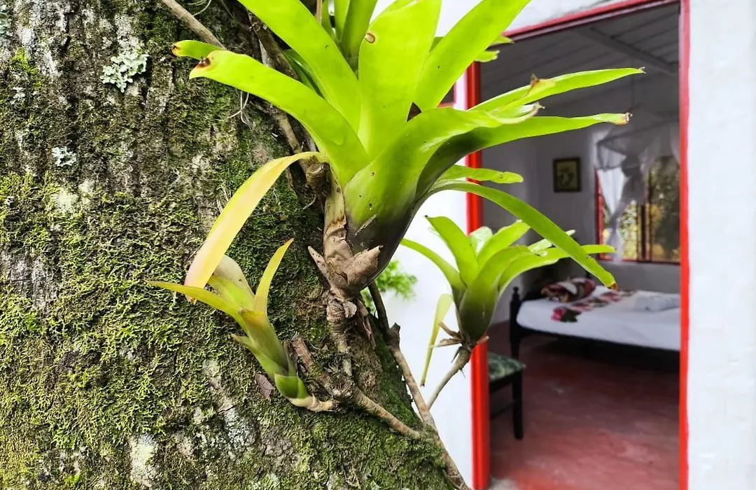 Villa Sonia Eco-Hostel-1