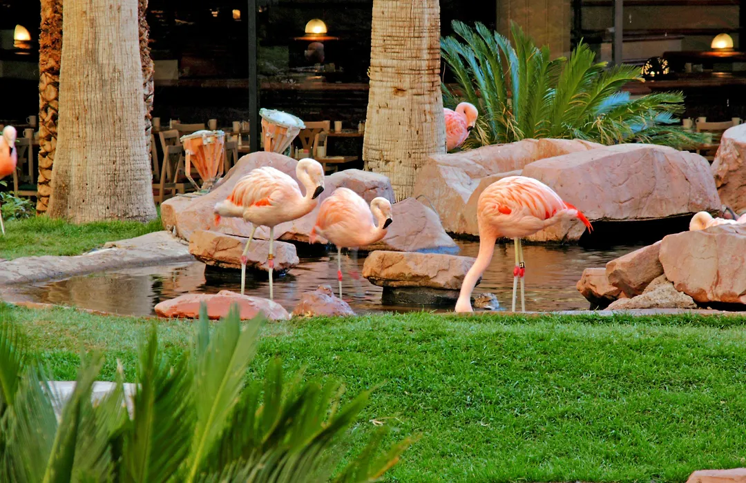 Flamingo Las Vegas Hotel & Casino-1