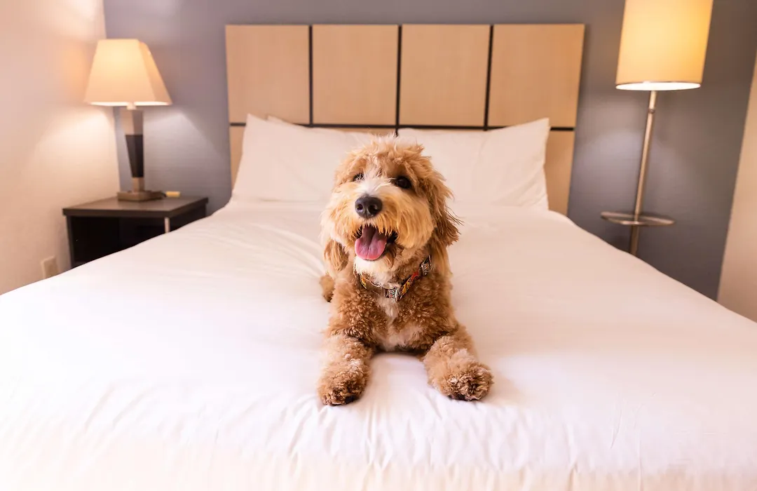 Sonesta Simply Suites Boston Braintree-1