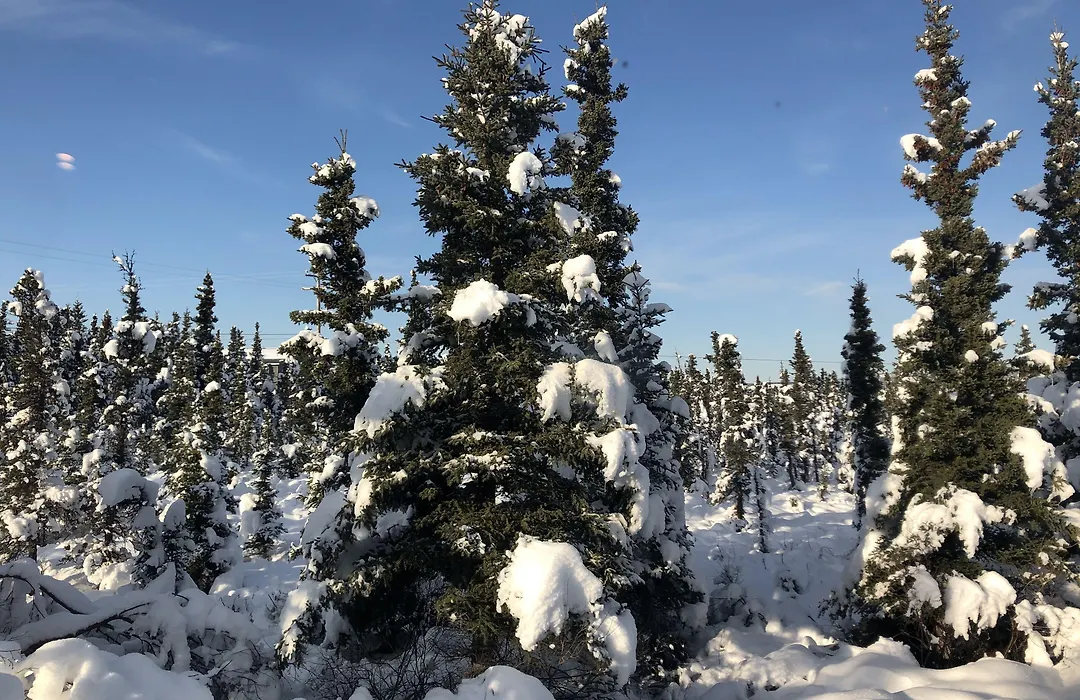 Aurora Denali Lodge-1