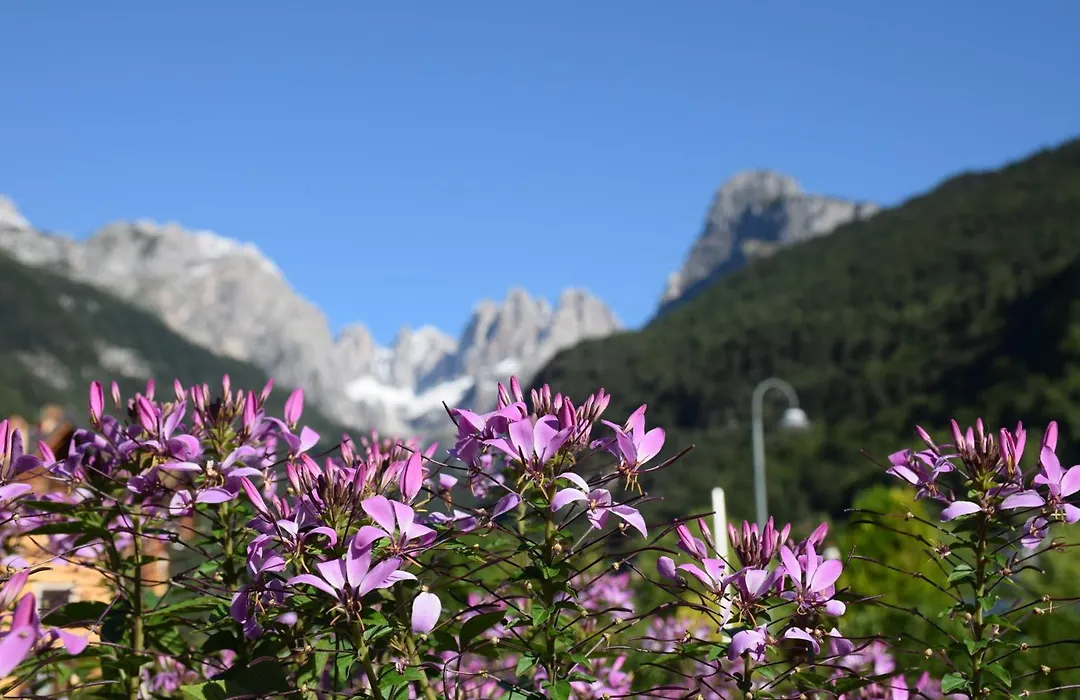 Residence Alpenrose-1