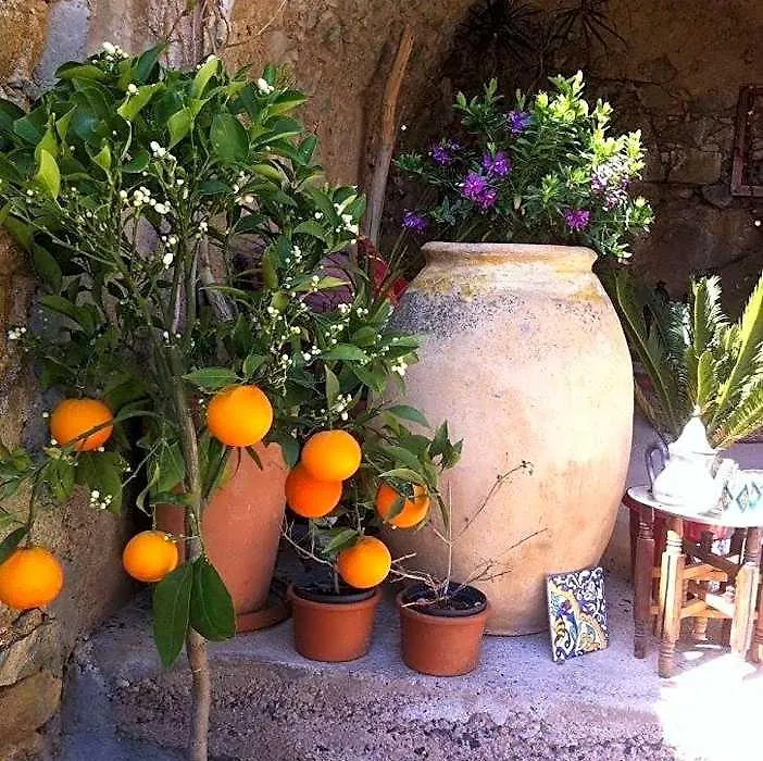 Chez Caro-1
