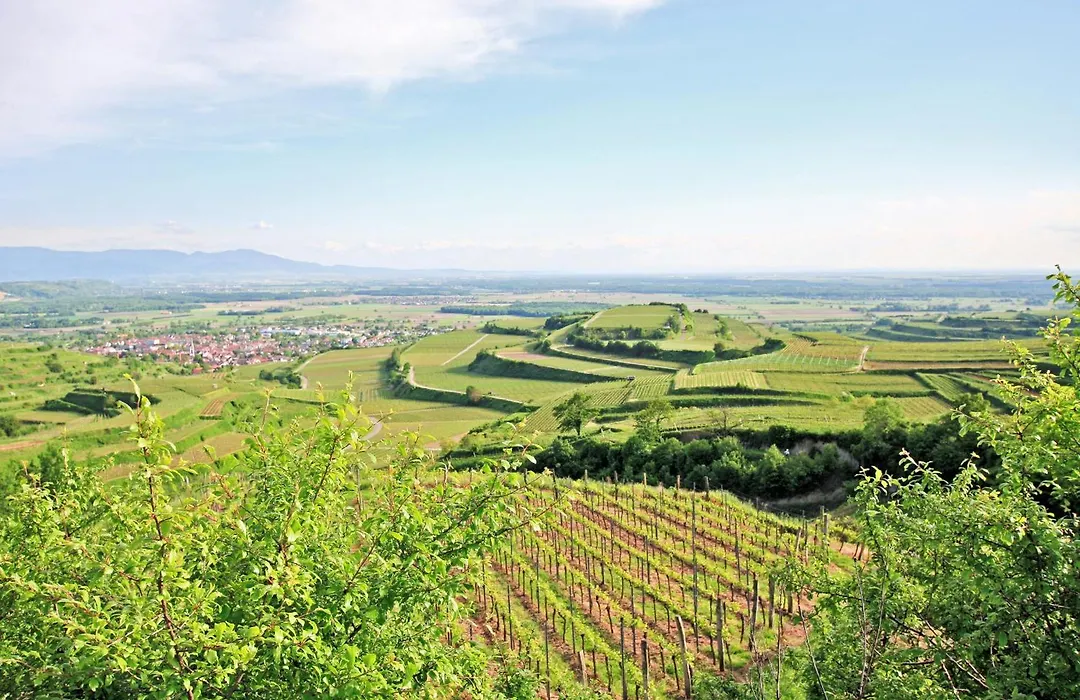 Hotel Winzerstube-1