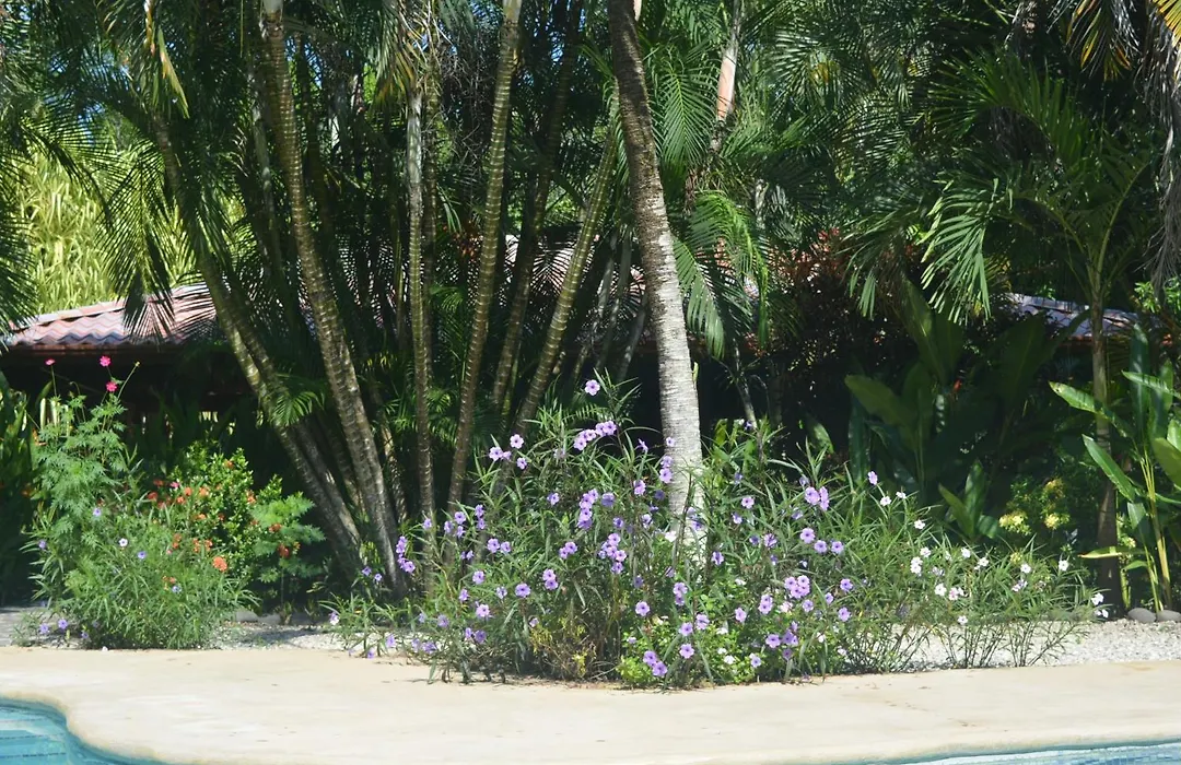 Indigo Yoga Surf Resort-1