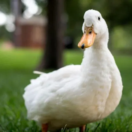Pousada Recanto das Aves-2