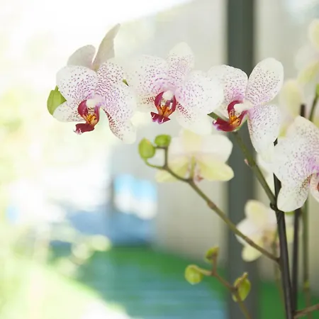 RONAN KERVARREC - Le Saison - Rennes - Saint-Grégoire-2