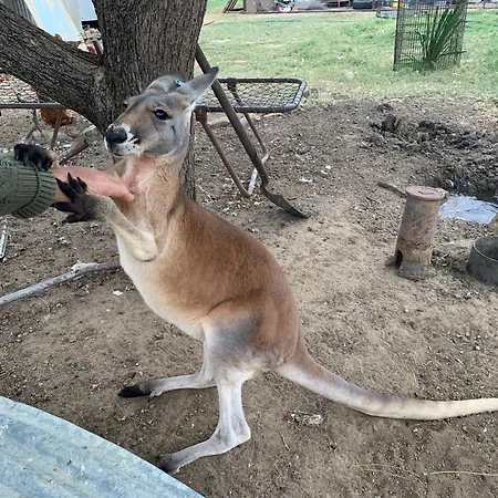 Corella Creek Country Farm Stay-3