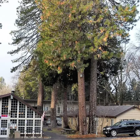 Shasta Inn-2