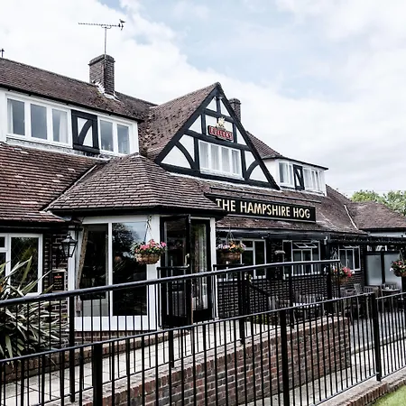 The Hampshire Hog-3