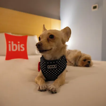 Ibis Chihuahua-2