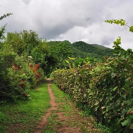 Finca Cielo Verde-3