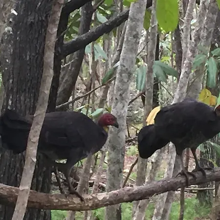 Byron Bay Rainforest Resort-2