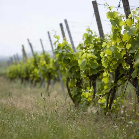 Weingut Schilling-2