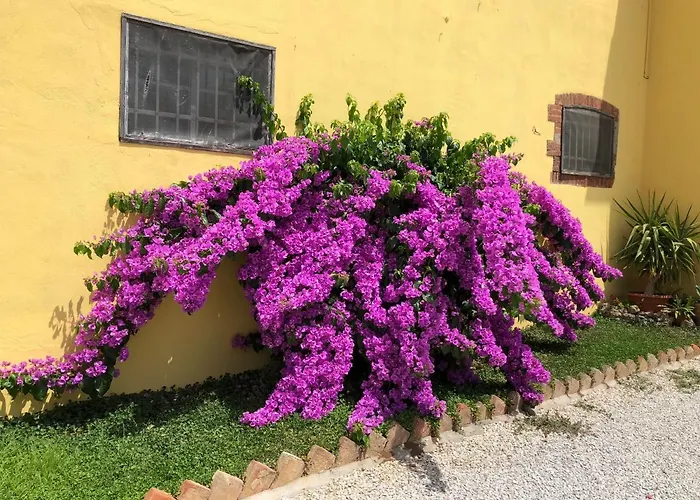 La Nana Gialla