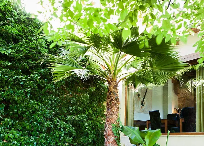 Sotobosque