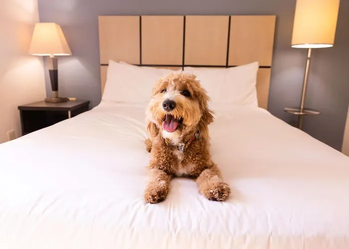 Sonesta Simply Suites Garden Grove Anaheim