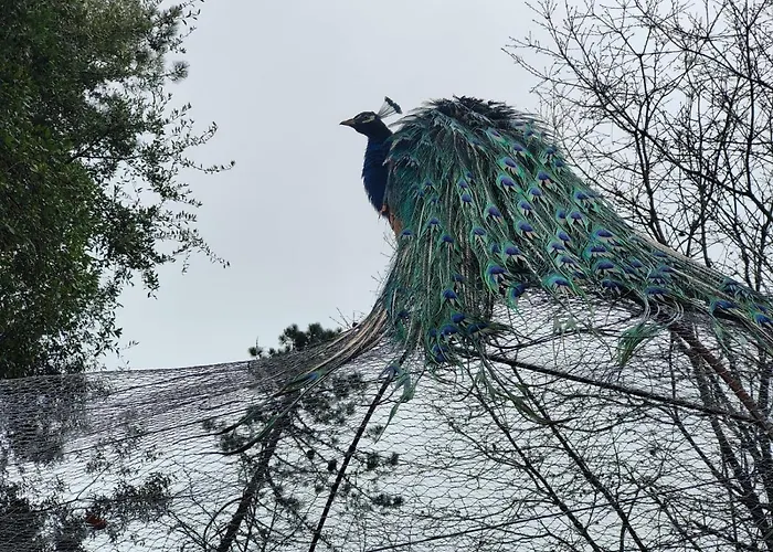Hotel Il Giardino dei Pavoni Soviore