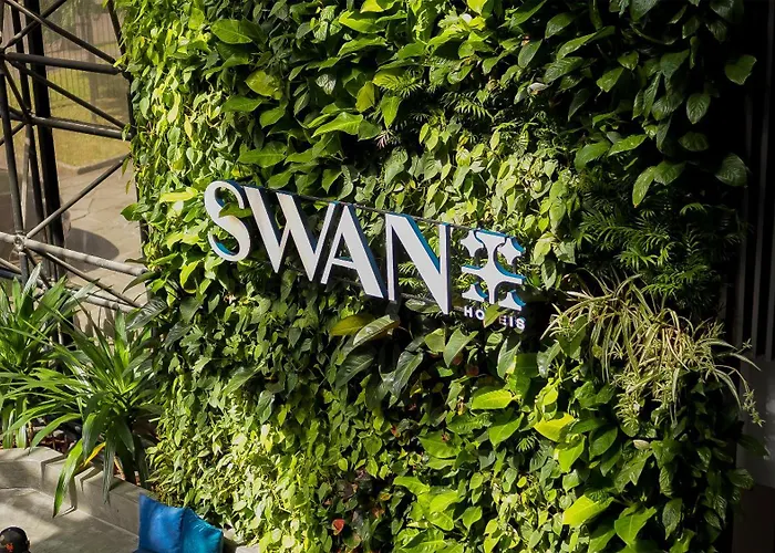 Swan Novo Hamburgo