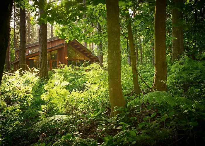 Blackwood Forest Cabins - Forest Holidays Popham