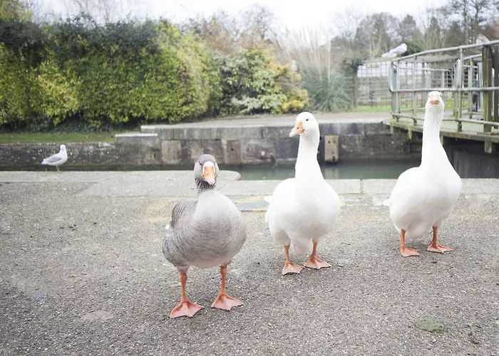 Oxford Dog Friendly Hotels