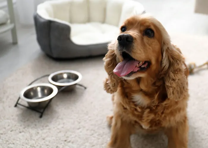 Adelaide Dog Friendly Hotels