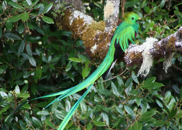 Dantica Cloud Forest Lodge