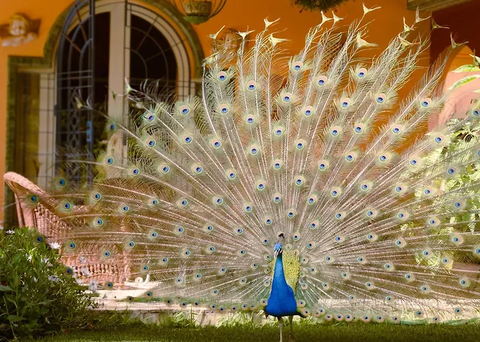 La Villa Mandarine