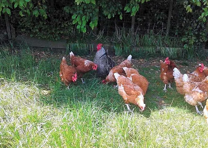 Runciman Berries And Emus B&B