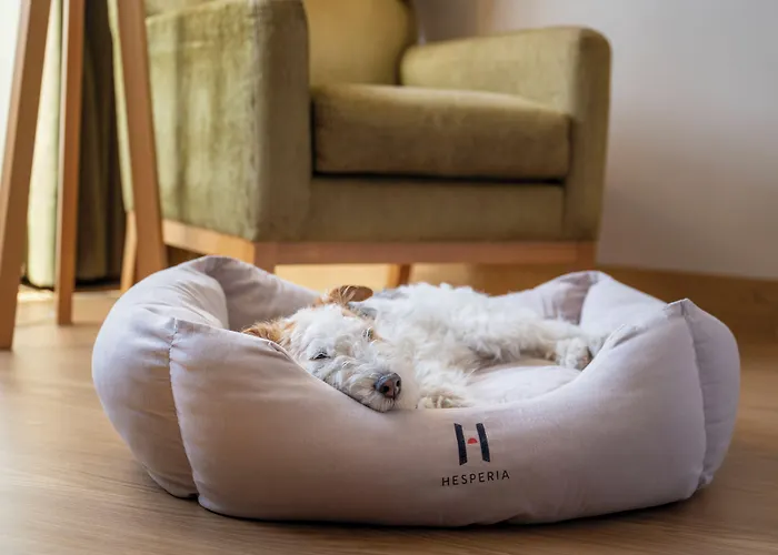 Hoteles que admiten perros en Murcia 